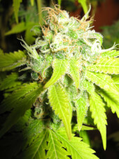 Blueberry