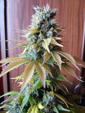 Blueberry Seedsman