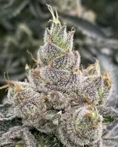 Bluemosa S1
