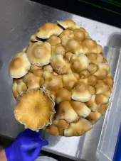 Cascadian Teacher Pilzzucht-Beutel