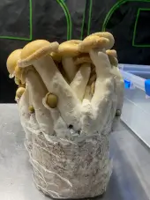 Mac Galactic Mushroom Grow Bag