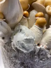 Mac Galactic Mushroom Grow Bag
