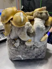 Mac Galactic Mushroom Grow Bag