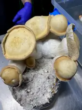 Mac Galactic Mushroom Grow Bag