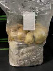 Mac Galactic Mushroom Grow Bag