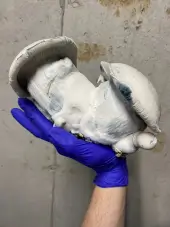 Sac de culture de champignons magiques Tidal Wave Ape