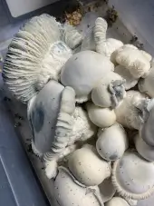 Sac de culture de champignons magiques Tidal Wave Ape