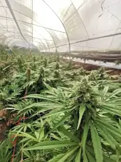 Braindamage Auto