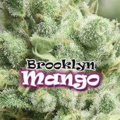Brooklyn Mango by Dr. Underground Seeds