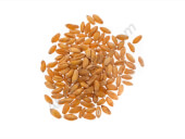 Organic Wheat Sprouts - Batlle