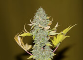 Bruce Banger by Seedsman