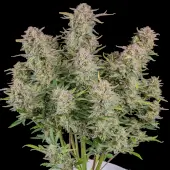 Bruce Banner Auto Fast Buds