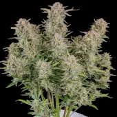 Bruce Banner Auto