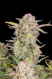 Bruce Banner Auto