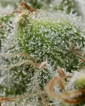 Bruce Banner