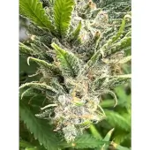 Bruce Banner III