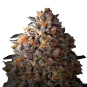 Bruce Banner III
