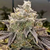 Bubble Gummy Auto