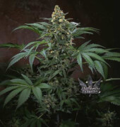 BubbleGum Fem T.H. Seeds