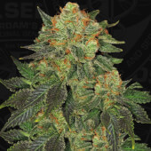 BubbleGum Fem T.H. Seeds