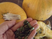 Organic Styrian Oil Pumpkin - Les Refardes