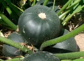 Calabazín Redondo de Piacenza