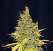 Candy Cream Auto 10 Semillas