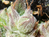 CBD Auto 1:1