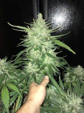 CBD Auto 1:1