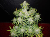 CBD Auto 1:1