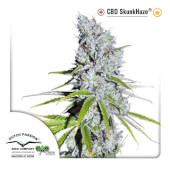 CBD SkunkHaze Dutch Passion 3 semillas