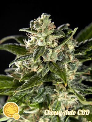 Cheesy Auto CBD