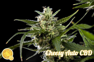 Cheesy Auto CBD