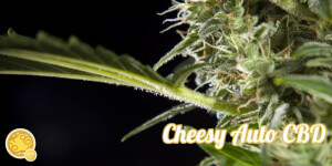 Cheesy Auto CBD
