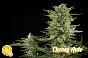 Cheesy Auto