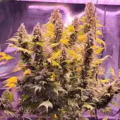 Chemduck F2 Duck