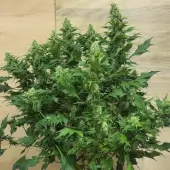 Chemduck F2 Duck