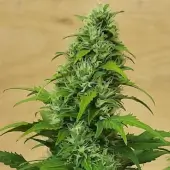 Chemduck F2 Duck