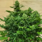 Chemduck F2 Duck