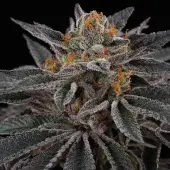 Cherry Crisp