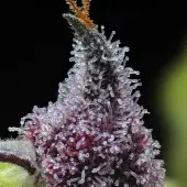 Cherry Poppers