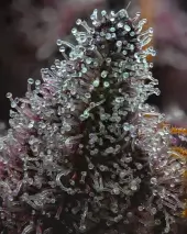 Cherry Poppers
