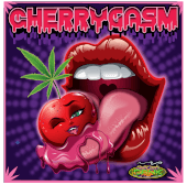Cherrygasm - Regular