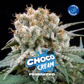 Choco Cream