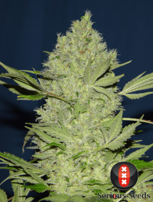 Chronic - Reg 11 semillas