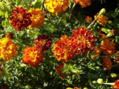 Mexican Marigold - Les Rafardes