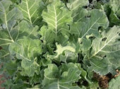 Organic “Trinxat” Cabbage - Les Refardes