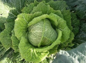 Organic “Toad Skin” Cabbage - Les Refardes