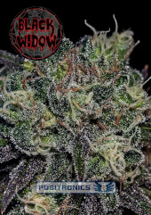 Coleccionista Pack Indica