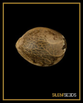 Cookielato